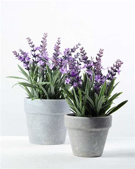 I'm showing you how i plant fake flowers in a pot or a basket for your garden using dollar tree flowers and walmart flowers. 14 Heads Reality Lavender Silk Flower in Paper Pulp pot ...