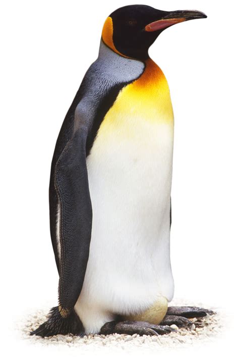 The emperor penguin lives in the antarctic environment which is very cold. Penguin Facts | Penguin Facts for Kids | DK Find Out