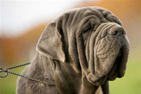 Full List Of Mastiff Dog Breeds