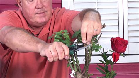 If planting container grown roses, loosen the roots before planting. Growing Roses : Rose Bush Care & Maintenance - YouTube