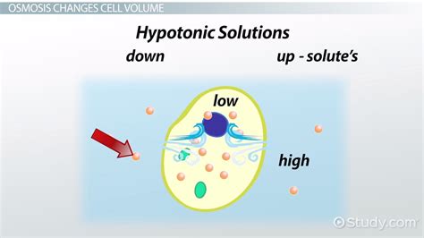 Osmosis Definition Biology Financialfasr