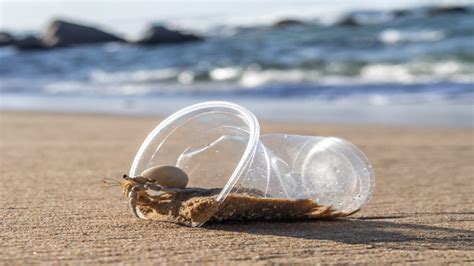 New Research Highlights Impact Of Microplastics On Marine Life Coast