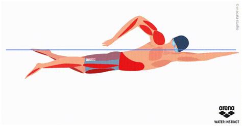 Músculos que intervienen en la natación Swimming Gif Swimming Drills