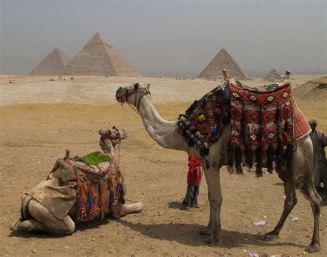 6 camels can go … water longer than any other animal. Riding camels in Egypt - Where are Sue & Mike?
