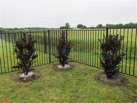 Check spelling or type a new query. Black Diamond Crape Myrtle - Dallas, Texas - Treeland Nursery