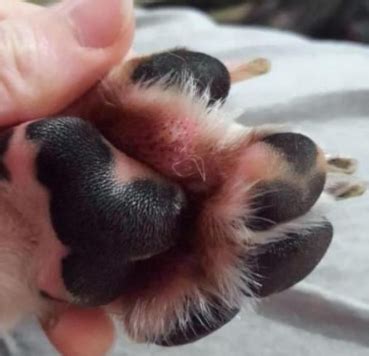 Dog paws differ from coyote paws in several very subtle ways. Swollen Dog Paw (on Top, Around Nails, Between Toes): What ...
