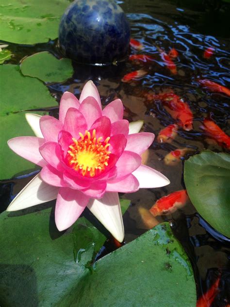 Lily Pad Flower In My Backyard Pond Ponds Backyard Pond Landscaping