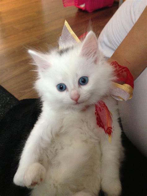 British blue cat chewing red ball of threads. White Fluffy Kitten (BLACKBURN) | Blackburn, Lancashire ...