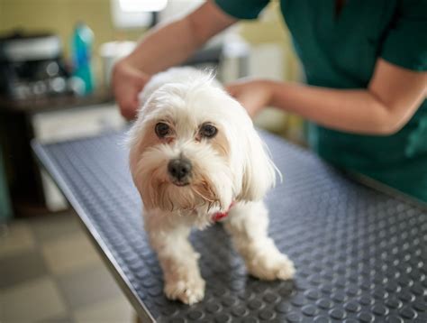 Do I have a sick dog? 11 signs it's time for a trip to the vet - Care
