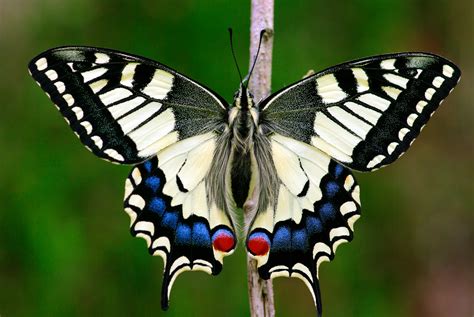 The alphabetizer sorts any list in alphabetical order. Papilio machaon genome editing: Krazy Glue + microchisel ...
