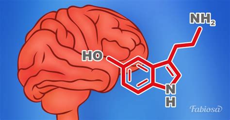 5 Consejos Para Aumentar La Serotonina Hormona De La Felicidad Notagram