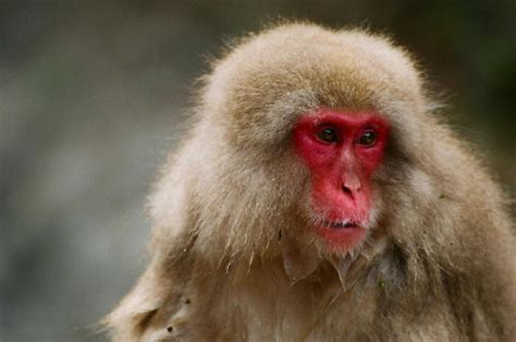Japanese Macaque Animal Facts Macaca Fuscata Az Animals