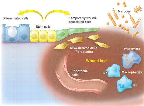 The Role Of Stromal Stem Cells In Tissue Regeneration And Wound Repair