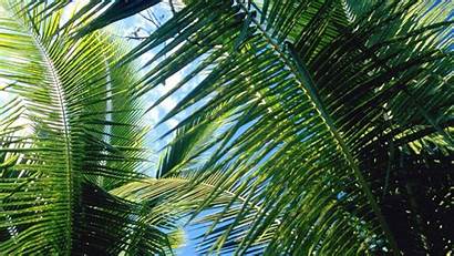 Palm Leaves Wallpapers Trees Nature