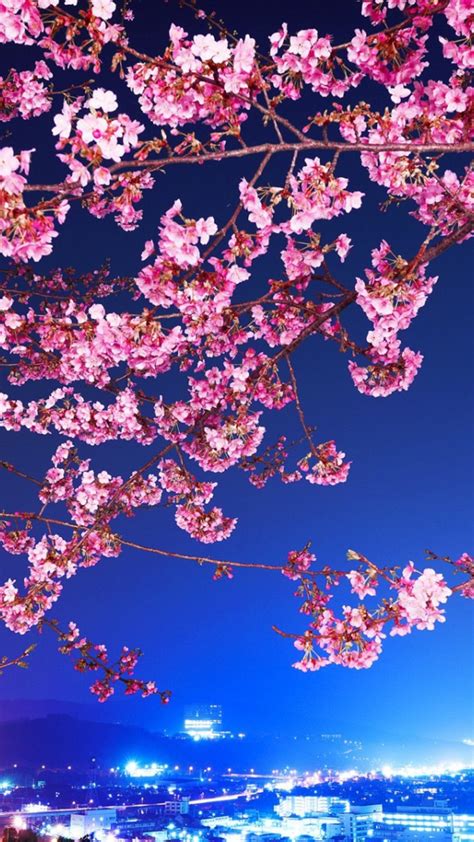 sakura blossom anime wallpaper