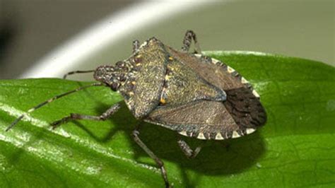 Researcher Warns Of Stink Bug Invasion