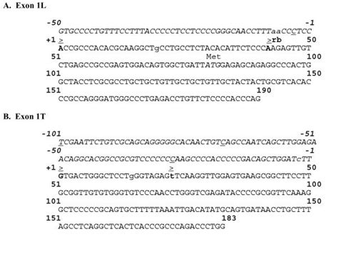 configuration of a human shbg exon 1l and b exon 1t transcriptional download scientific
