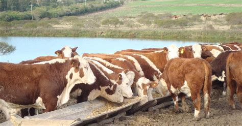 O confinamento de gado é uma estratégia certeira que garante economia ao empreendedor, alta cerca de 95% do gado de corte brasileiro é criado em sistema extensivo de pastagens, o que diminui. Expansão da área de grãos e busca por mais eficiência ...