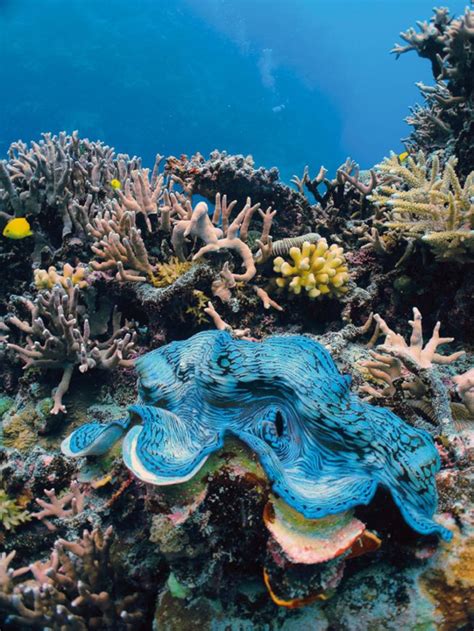 One of a number of large clam species native to the shallow coral reefs of the south pacific and indian oceans, they can weigh more than 200 kilograms (440 lb), measure as much as 120 cm (47 in) across and have an average lifespan in the wild of over 100 years. The Great Eight of the Great Barrier Reef | Sport Diver