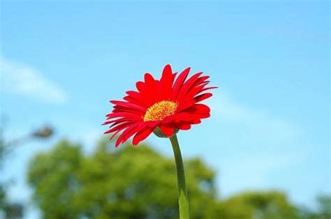 Nhk「明日へ」 東日本大震災復興支援ソング作詞：岩井俊二(仙台市出身) 作曲：菅野よう子(仙台市出身)歌(カバー)marisa de silvaデシルバ真理紗 (cd情報詳細下部)(www.marisadesilva.com). 新曲♪ 心にしみる歌「花は咲く」 - プライベートレッスンの ...