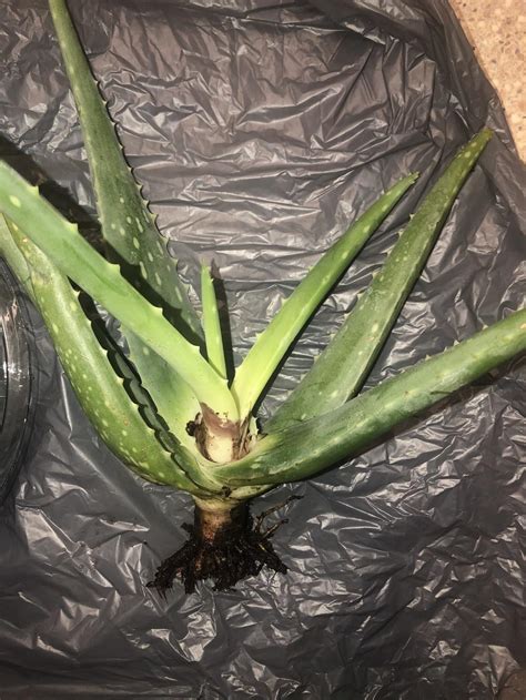 Snake plants are suitable for a range of lighting conditions, tolerating low light fairly well, but doing. Ask a Question forum→Aloe Vera Plant with No Roots ...