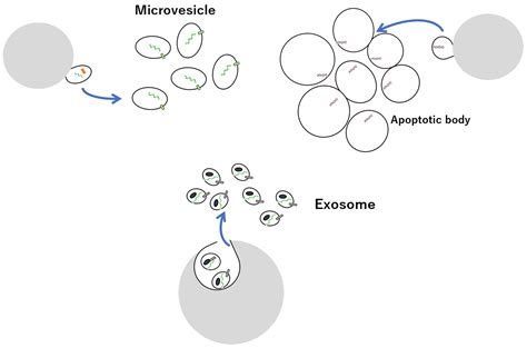 Vaccines Free Full Text Regulation Of Extracellular Vesicle