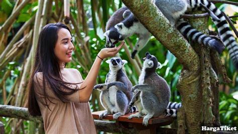 Ada baiknya konfirmasi harga lewat call center di bawah. √ Wahana + PROMO + Harga Tiket Bali Zoo s/d Desember 2021