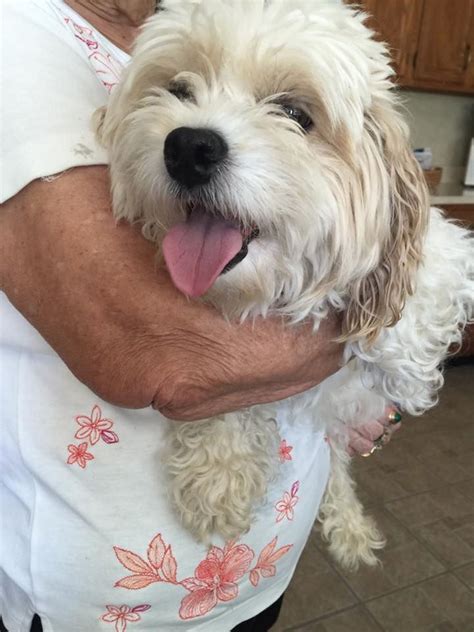 Help is free, map based & worldwide, use this link to list your lost or a found pet: Facebook | Losing a pet, Pets, Adoption