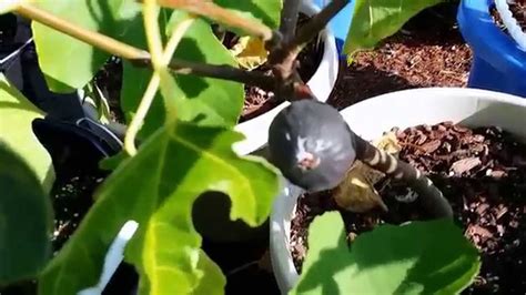 Fig trees are no exception. Protecting Negronne Fig Tree - YouTube