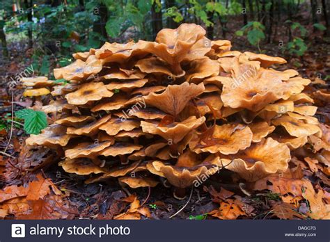 An identification guide for pine, spruce, and fir trees. honey fungus (Armillaria mellea), old fruiting bodies ...
