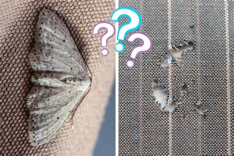 Do Moths Eat Cotton Clothes And How To Stop Them