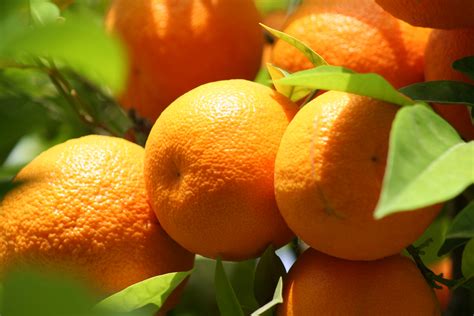 90.000 stichwörter und wendungen sowie 120.000 übersetzungen. Orangenhaut Foto & Bild | pflanzen, pilze & flechten ...