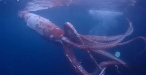 The Kraken Is Real And Its Not Staying In The Deep