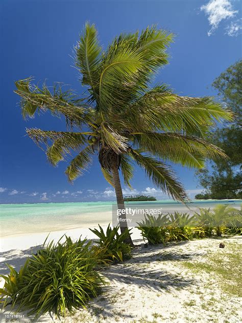 Coconut Palm Tree Dream Beach High Res Stock Photo Getty Images