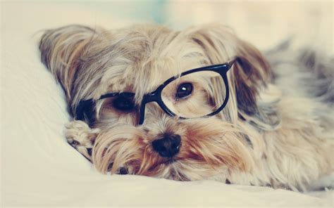 Puppy Wearing Glasses Hd Wallpaper Wallpaper Flare