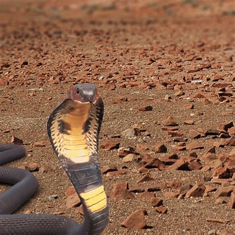 Indian King Cobra Snake Cgtrader