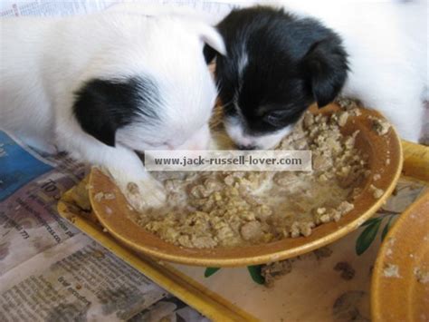 Newborn puppies need to nurse roughly every two hours. Weaning Puppies