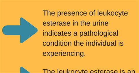 What Is Leukocyte Esterase Tests And Result Infographic