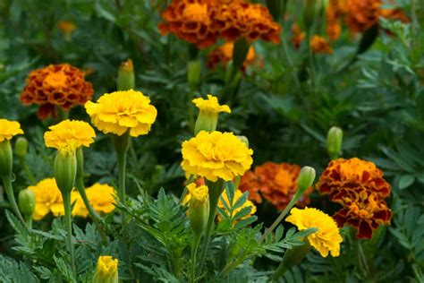 Fresh or dried leaves are used as a tarragon substitute for flavoring soups, sauces etc; French Marigold: How to Plant and Grow Marigold Flowers