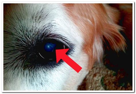 Cataracts In Dogs Symptoms And Treatment My Animals