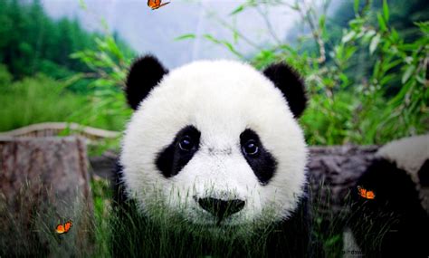 We did not find results for: Cute Screensaver | All HD Wallpapers