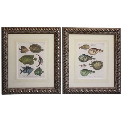 Framed Copperplate Engravings Of Fish Ichthyology Frame Prints