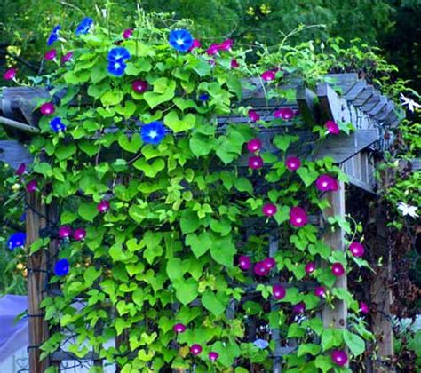 Morning glory vines have delicate root systems that don't tolerate much. 12 Best Climbing Plants for Pergolas and Arbors - Page 2 ...