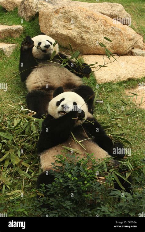 Giant Panda Pandas Macau Pandas Pavillion Macau Stock Photo Alamy