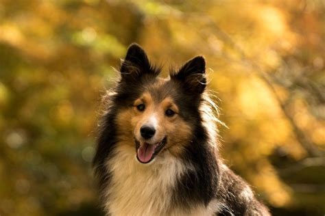 The 8 Color Coats Of Shelties Shelties Are Life