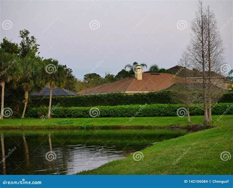 Typical Florida Foliage Stock Photography 46115504