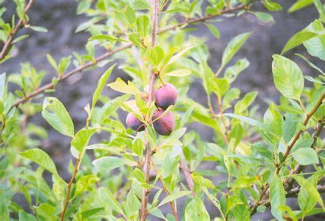 You could find it at new for 2015 section. Sapalta Cherry-Plum (Prunus 'Sapalta') in Edmonton St ...