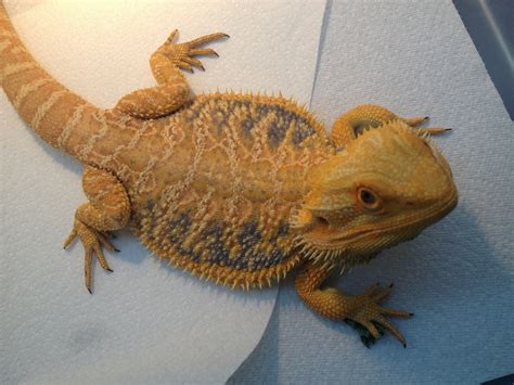 Bearded Dragon Morphs Colors And Patterns Bearded Dragon Lady