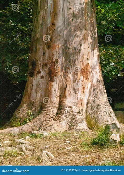 Trunk Of A Large Beech Tree Stock Photo Image Of Beech Detail 111237784
