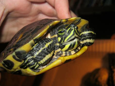Camouflage Yellow Bellied Sliders Luxury Pet Source Yellow Belly